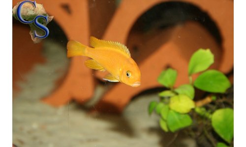 Pseudotropheus msobo magunga